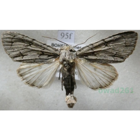 Acronicta psi (Linnaeus, 1758) male Wieczernica strzałówka Czech95f